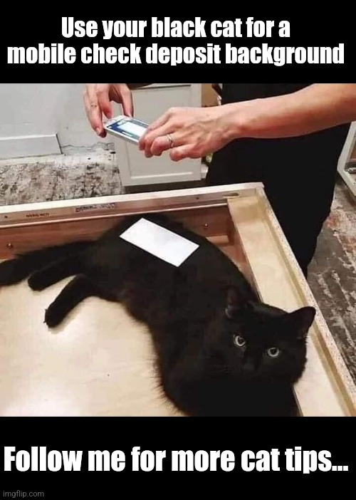 Useful cat | Use your black cat for a mobile check deposit background; Follow me for more cat tips... | image tagged in black cat,check,deposit,cellphone,cats | made w/ Imgflip meme maker