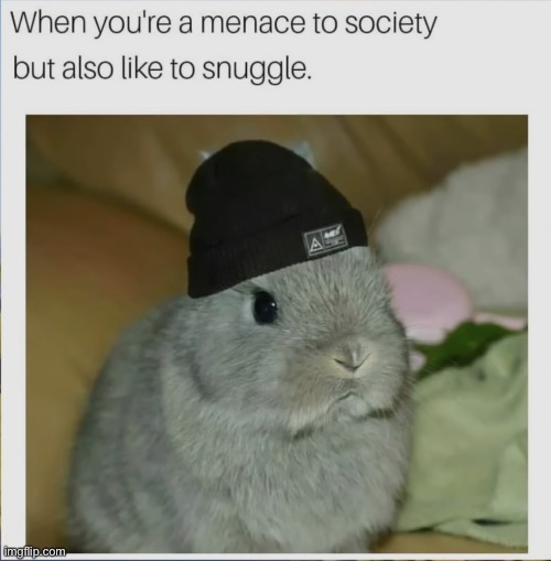 WholesomeMeme #1 | image tagged in wholesome,cute,gangsta,cat,makes sense,for real | made w/ Imgflip meme maker