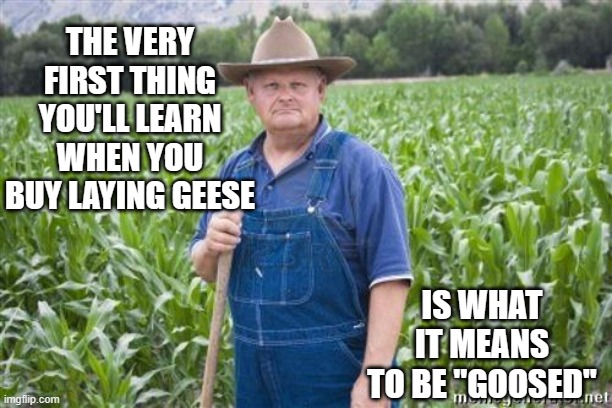 Wisdom o' the dell | THE VERY FIRST THING YOU'LL LEARN WHEN YOU BUY LAYING GEESE; IS WHAT IT MEANS TO BE "GOOSED" | image tagged in farmer mel | made w/ Imgflip meme maker