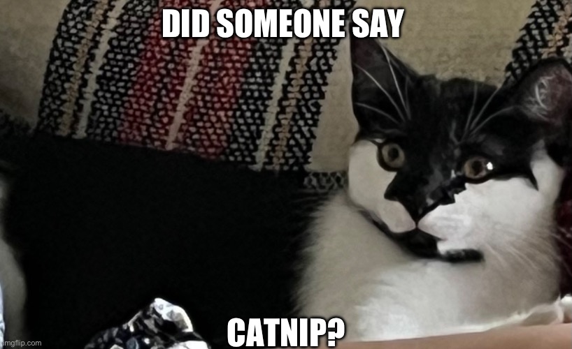 Huh? | DID SOMEONE SAY; CATNIP? | image tagged in cats | made w/ Imgflip meme maker