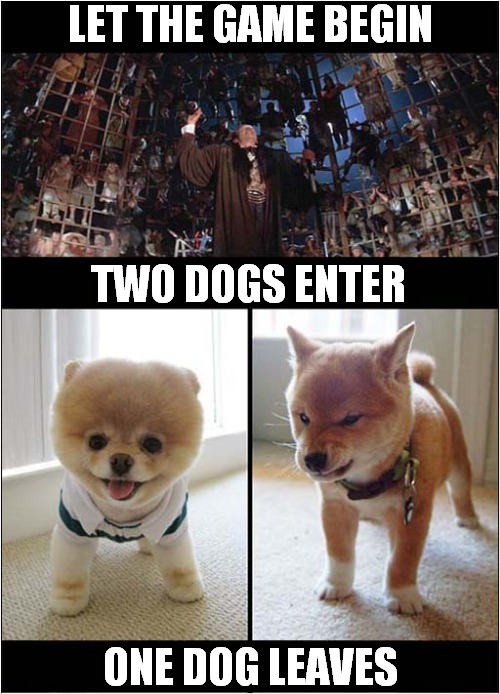 Thunderdome For Dogs ! | LET THE GAME BEGIN; TWO DOGS ENTER; ONE DOG LEAVES | image tagged in dogs,thunderdome | made w/ Imgflip meme maker