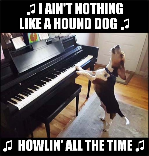 A Singing Dog ! | ♫ I AIN'T NOTHING LIKE A HOUND DOG ♫; ♫  HOWLIN' ALL THE TIME ♫ | image tagged in dogs,singing,hound dog | made w/ Imgflip meme maker
