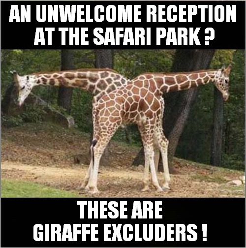 You're Not Coming In ! | AN UNWELCOME RECEPTION
 AT THE SAFARI PARK ? THESE ARE GIRAFFE EXCLUDERS ! | image tagged in safari park,unwelcome,giraffe,play on words,fun | made w/ Imgflip meme maker