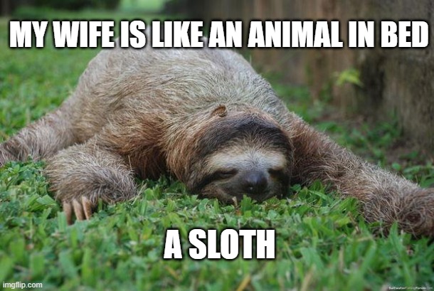 too tired | MY WIFE IS LIKE AN ANIMAL IN BED; A SLOTH | image tagged in sleeping sloth | made w/ Imgflip meme maker