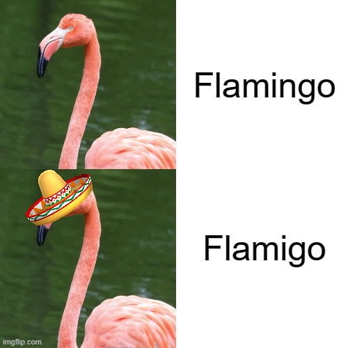 fl amigo | Flamingo; Flamigo | image tagged in memes,drake hotline bling | made w/ Imgflip meme maker