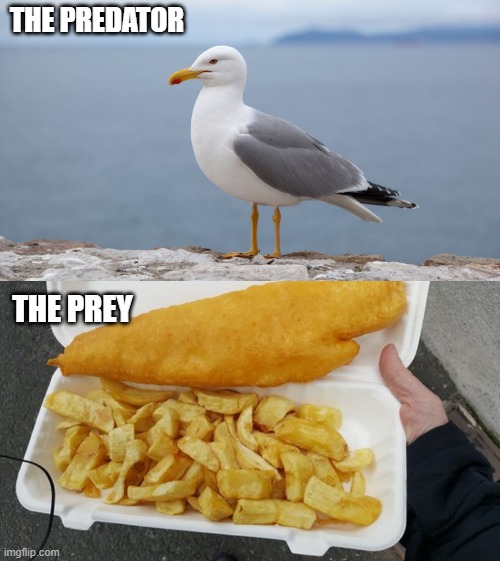 THE PREDATOR; THE PREY | image tagged in seagulls | made w/ Imgflip meme maker