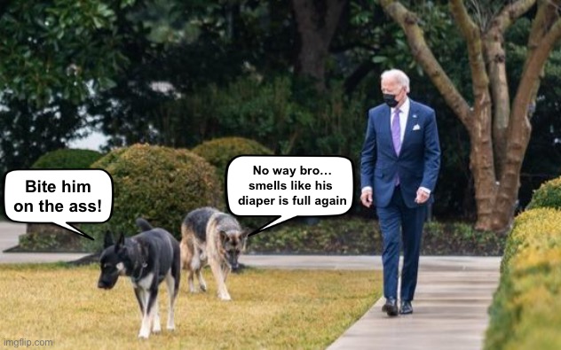 Major and Commander | No way bro…
smells like his 
diaper is full again; Bite him on the ass! | image tagged in biden dogs | made w/ Imgflip meme maker