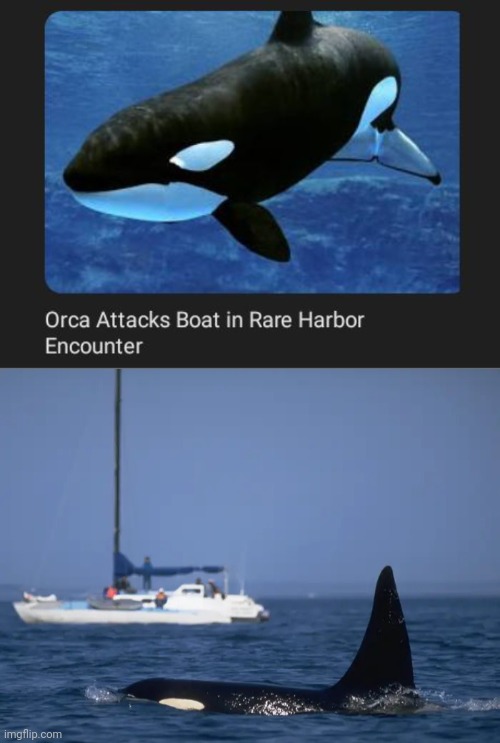 Orca | image tagged in revenge of the orcas,orca,memes,boat,boats,attack | made w/ Imgflip meme maker