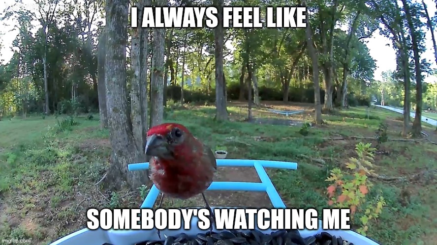 There ain't no privacy | I ALWAYS FEEL LIKE; SOMEBODY'S WATCHING ME | image tagged in paranoid finch | made w/ Imgflip meme maker