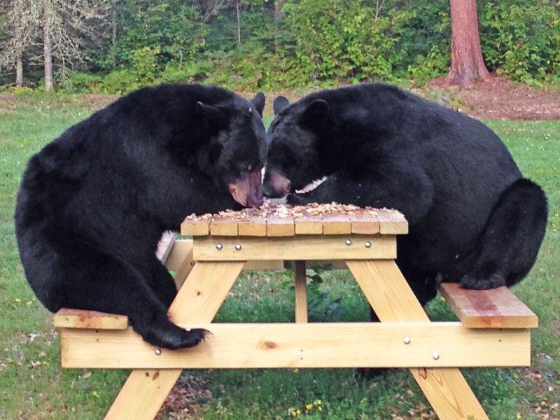 bears at picnic table together Blank Meme Template