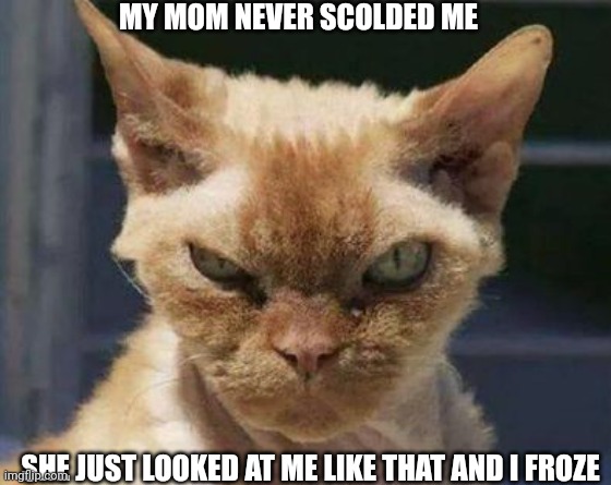 dangerous cat | MY MOM NEVER SCOLDED ME; SHE JUST LOOKED AT ME LIKE THAT AND I FROZE | image tagged in dangerous cat | made w/ Imgflip meme maker