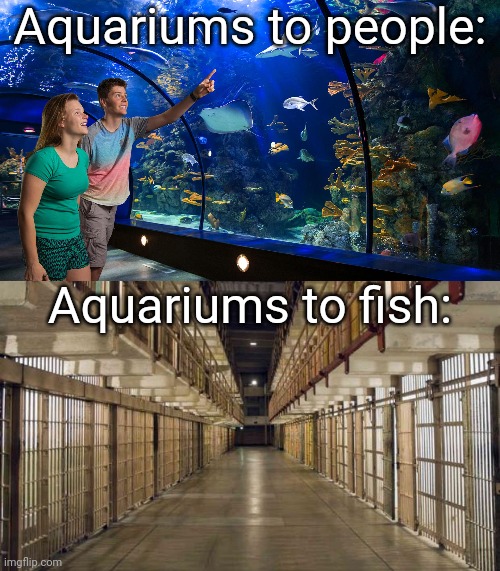 Aquariums to people:; Aquariums to fish: | image tagged in aquarium,prison | made w/ Imgflip meme maker