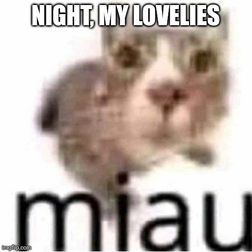 <3 | NIGHT, MY LOVELIES | image tagged in miau,lovelies,love you all,gn | made w/ Imgflip meme maker