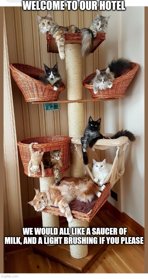 If You Please | WELCOME TO OUR HOTEL; WE WOULD ALL LIKE A SAUCER OF MILK, AND A LIGHT BRUSHING IF YOU PLEASE | image tagged in cute cat,good,company | made w/ Imgflip meme maker
