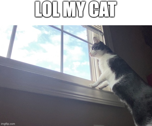 Looking out the window | LOL MY CAT | image tagged in cat | made w/ Imgflip meme maker