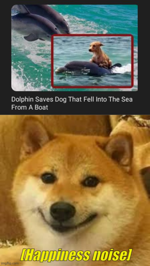 Heroic dolphin saved dog | image tagged in shibe,dolphins,dolphin,dogs,dog,memes | made w/ Imgflip meme maker