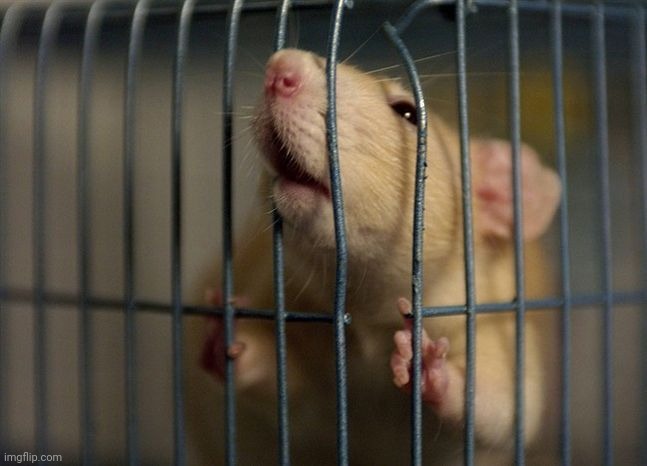 rat in a cage | image tagged in rat in a cage | made w/ Imgflip meme maker