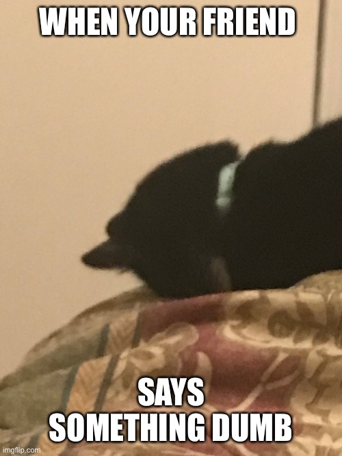 My cat | WHEN YOUR FRIEND; SAYS SOMETHING DUMB | image tagged in cats | made w/ Imgflip meme maker