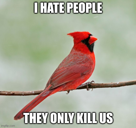 Critical Cardinal | I HATE PEOPLE THEY ONLY KILL US | image tagged in critical cardinal | made w/ Imgflip meme maker