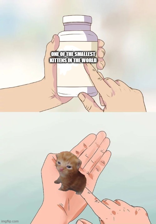 Hard To Swallow Pills | ONE OF THE SMALLEST KITTENS IN THE WORLD | image tagged in memes,hard to swallow pills | made w/ Imgflip meme maker