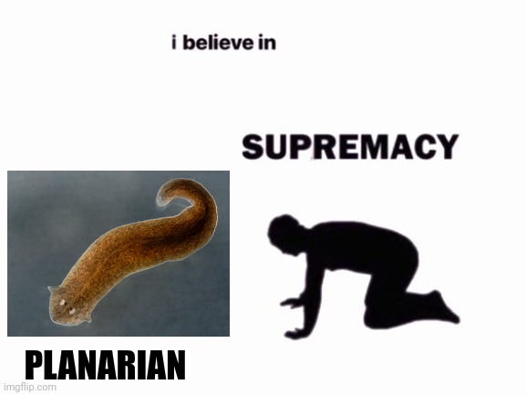 Planarian supremacy | PLANARIAN | image tagged in i believe in blank supremacy | made w/ Imgflip meme maker