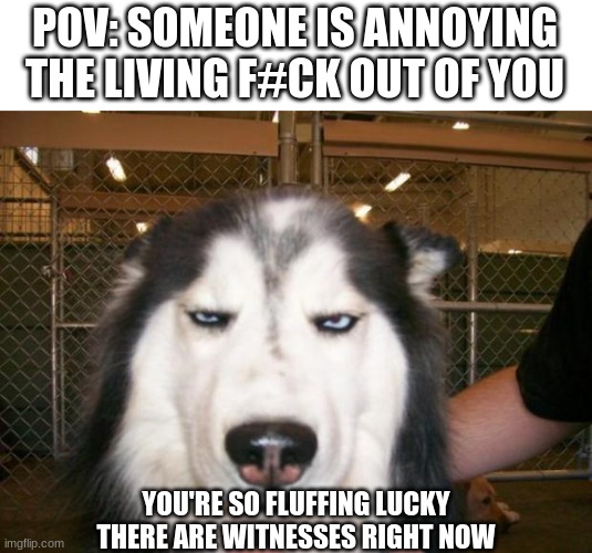 Annoyed Dog | POV: SOMEONE IS ANNOYING THE LIVING F#CK OUT OF YOU; YOU'RE SO FLUFFING LUCKY THERE ARE WITNESSES RIGHT NOW | image tagged in annoyed dog | made w/ Imgflip meme maker