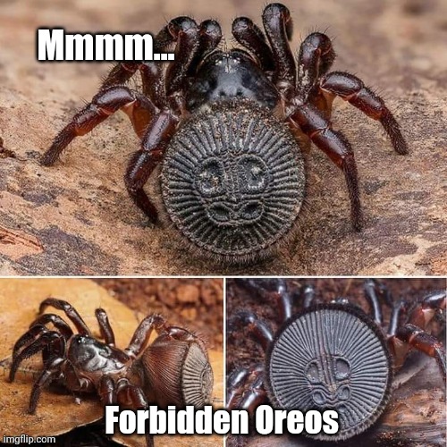 Forbidden Oreos | Mmmm... Forbidden Oreos | image tagged in forbidden,oreos,spiders,arachnophobia,nature,meme | made w/ Imgflip meme maker