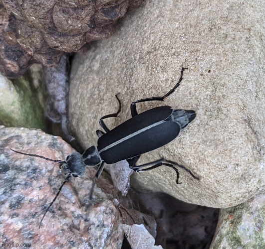 Blister beetle that will give you blisters | made w/ Imgflip meme maker