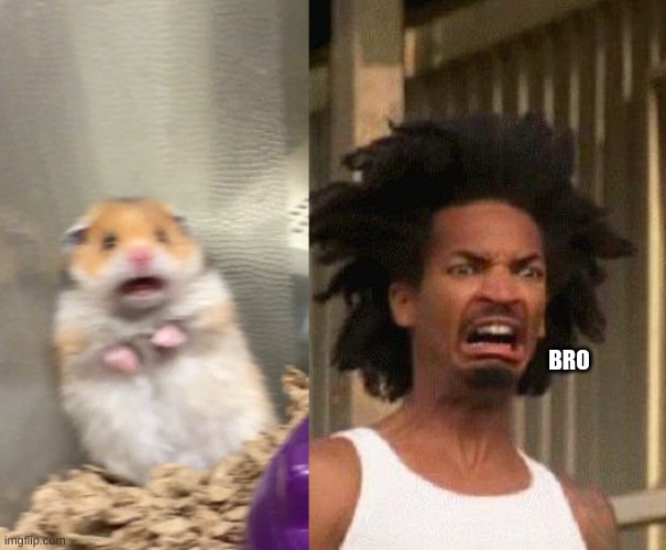 BRO | image tagged in screaming hamster,disgusted face | made w/ Imgflip meme maker