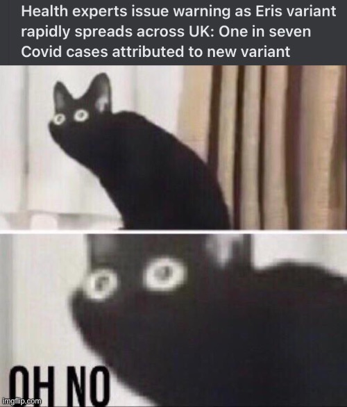 PLEASE NOT THIS AGAIN | image tagged in oh no cat,funny,coronavirus,memes | made w/ Imgflip meme maker