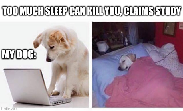 TOO MUCH SLEEP CAN KILL YOU, CLAIMS STUDY; MY DOG: | image tagged in dogs,dog,funny memes,funny dogs,funny dog memes,dying | made w/ Imgflip meme maker