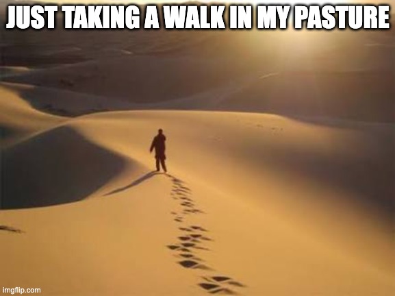 Taking a walk in my pasture | JUST TAKING A WALK IN MY PASTURE | image tagged in pasture | made w/ Imgflip meme maker