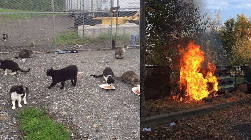 Cats commit arson | image tagged in cats commit arson | made w/ Imgflip meme maker