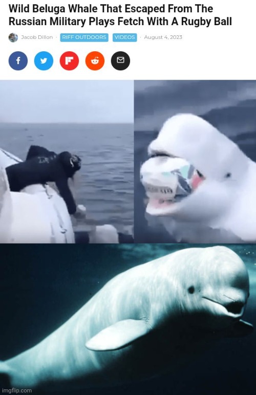 Fetch time | image tagged in beluga whale,fetch,rugby,ball,memes,whale | made w/ Imgflip meme maker
