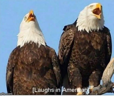 High Quality Laughs in American Blank Meme Template