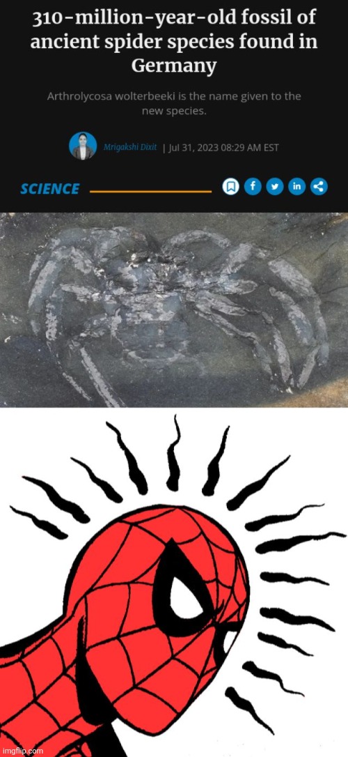 Spider | image tagged in spidey sense,science,spiders,spider,memes,fossil | made w/ Imgflip meme maker