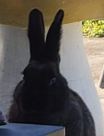 Bunners Blank Meme Template