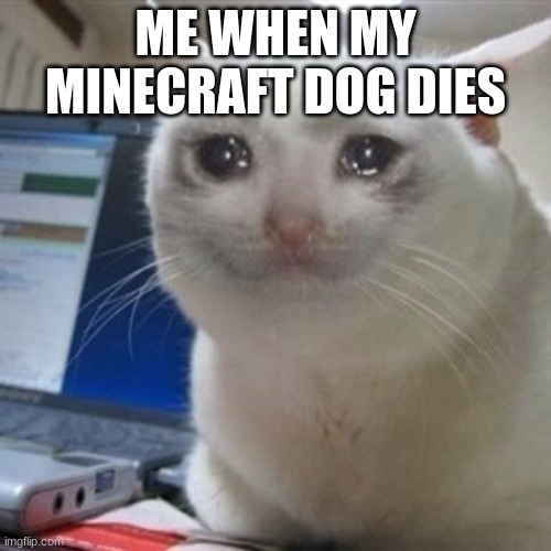 but then i went in creative mode and got a new one | ME WHEN MY MINECRAFT DOG DIES | image tagged in crying cat,minecraft,dog,im still sad tho | made w/ Imgflip meme maker