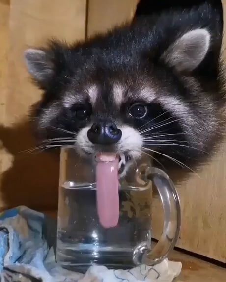 Raccoon drinks water Blank Meme Template