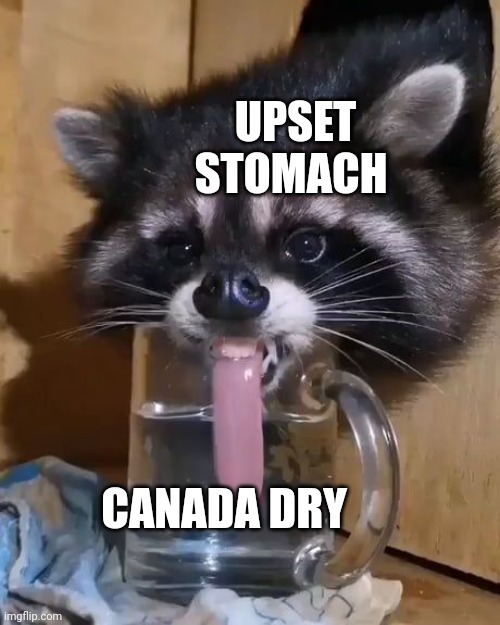 Canada dry is my best friend when my tummy is upset | UPSET STOMACH; CANADA DRY | image tagged in raccoon drinks water | made w/ Imgflip meme maker