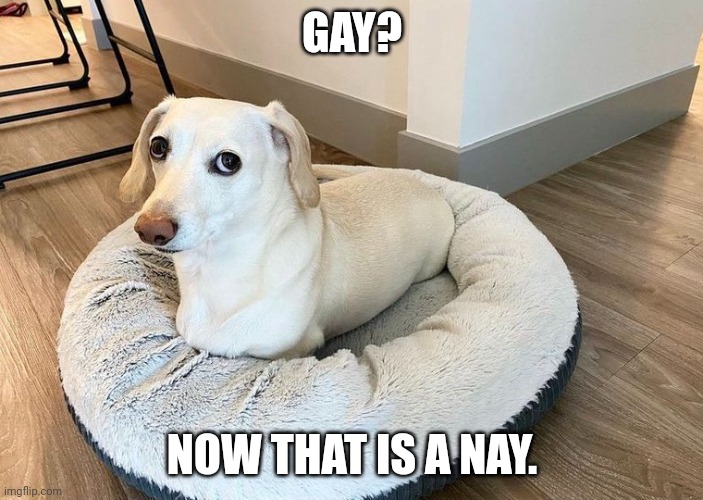 Homophobic Dog | GAY? NOW THAT IS A NAY. | image tagged in homophobic dog | made w/ Imgflip meme maker
