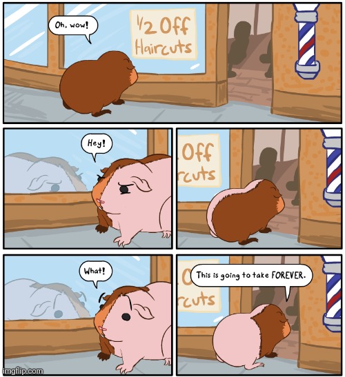 Haircuts | image tagged in haircuts,haircut,hamster,guinea pig,comics,comics/cartoons | made w/ Imgflip meme maker