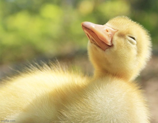 happy duckling | image tagged in happy duckling | made w/ Imgflip meme maker