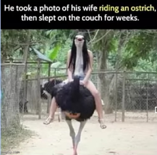 that picture is perfect what's the problem :,( | image tagged in ostrich,sleeping on couch,funny,riding,funny picture,wife | made w/ Imgflip meme maker