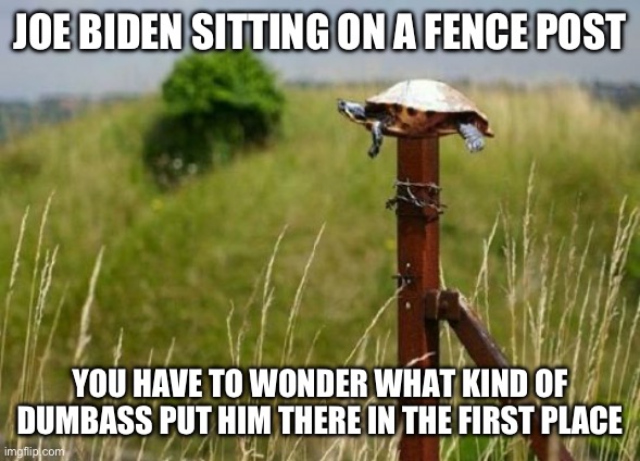 Turtle Post | JOE BIDEN SITTING ON A FENCE POST; YOU HAVE TO WONDER WHAT KIND OF DUMBASS PUT HIM THERE IN THE FIRST PLACE | image tagged in turtle post | made w/ Imgflip meme maker
