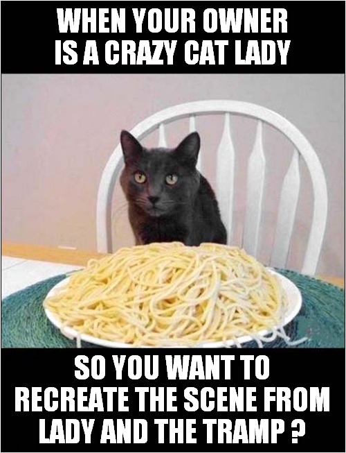 He Doesn't Even Like Spaghetti ! | WHEN YOUR OWNER IS A CRAZY CAT LADY; SO YOU WANT TO RECREATE THE SCENE FROM LADY AND THE TRAMP ? | image tagged in cats,crazy cat lady,spaghetti,lady and the tramp | made w/ Imgflip meme maker