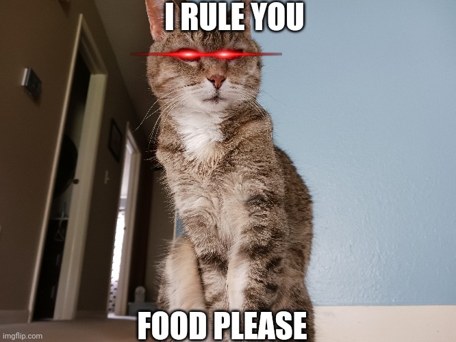Food Cat | I RULE YOU; FOOD PLEASE | image tagged in cats are awesome | made w/ Imgflip meme maker