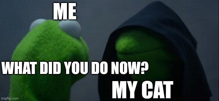 Evil Kermit | ME; WHAT DID YOU DO NOW? MY CAT | image tagged in memes,evil kermit | made w/ Imgflip meme maker