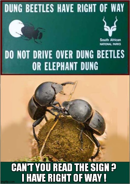 Arguing Dung Beetles ! | CAN'T YOU READ THE SIGN ? 
I HAVE RIGHT OF WAY ! | image tagged in funny sign,argue,dung beetle | made w/ Imgflip meme maker