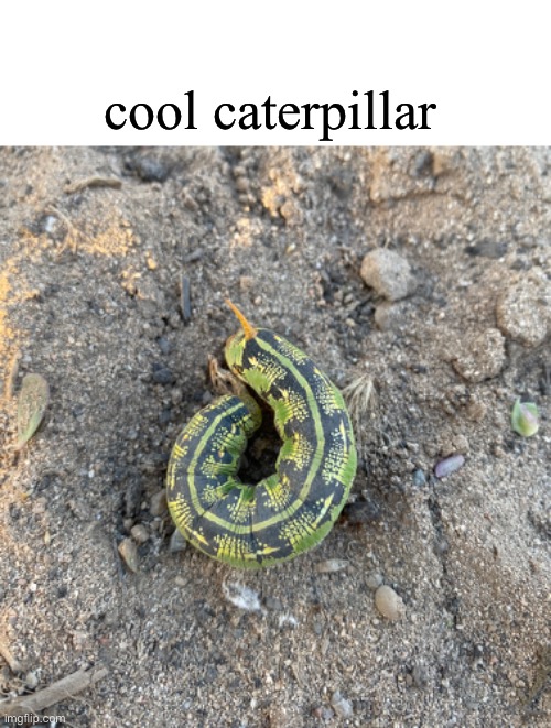 caterpillar | cool caterpillar | image tagged in phone photography,in my own front yard,caterpillar,picture | made w/ Imgflip meme maker